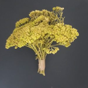 import placeholder for 3700