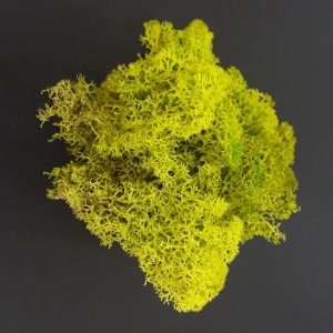 Moss- Doğal Yosun (Liken) Bahar yeşili10 gr