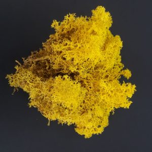 Moss- Doğal Yosun (Liken) Limon sarısı10 gr