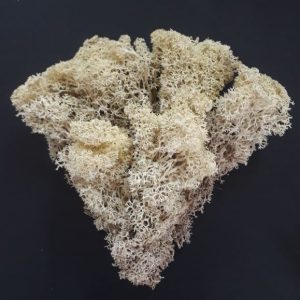 Moss- Doğal Yosun (Liken) Natural10 gr