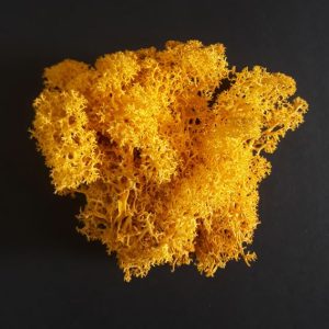 Moss- Doğal Yosun (Liken) Sonbahar Sarısı10 gr